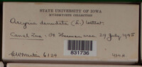 Arcyria denudata image